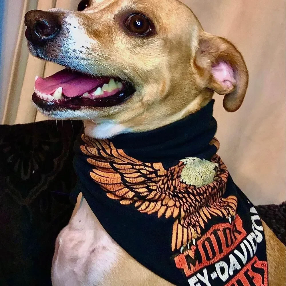 Upcycled T-Shirt Dog Bandana | Eco Friendly Graphic Pet Scarf | Choose Style